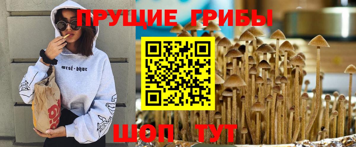 Лениногорск  Псилоцибиновые грибы прущие грибы  Вход с VPN 